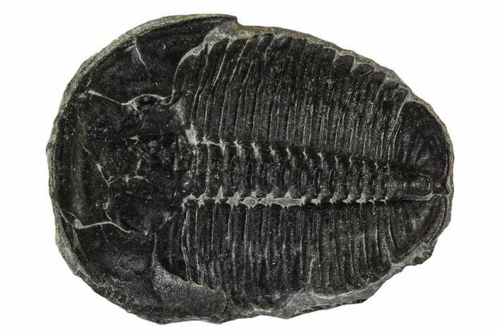 Elrathia Trilobite Fossil - Utah #108641